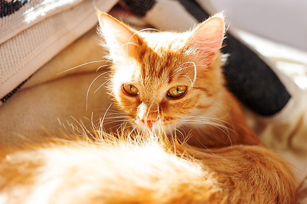 포토 JPG 해외이미지 한마리 응시 사람없음 반려동물 고양이 침대 낮잠 해외202007 해외포토 동물 1 시선 가구 포유류 잠 파일형식