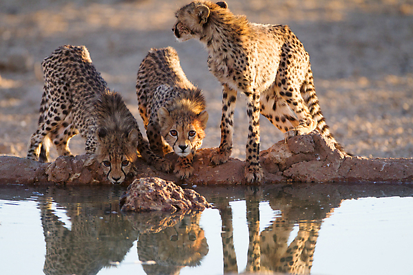 포토 JPG 해외이미지 동물 척추동물 야생동물 여행 포유류 아프리카 친절 항해 서기 사람없음 갈색 검은색 고양이 점 기다림 위험 사파리 호기심 육식동물 경보 세렝게티 탄자니아 해외202007 해외포토 감정 나라 컬러 컨셉 배_교통 모션 반려동물 파일형식