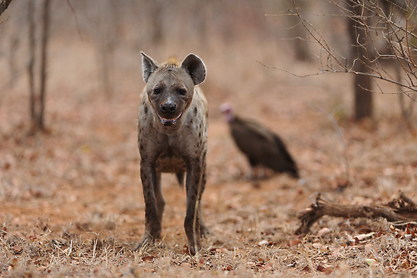 포토 JPG 해외이미지 동물 응시 공원 얼굴 야생동물 신체 포유류 아프리카 자연 국립공원 초원 사람없음 갈색 힘 점 위험 큼 사파리 질감 사냥 냄새 육식동물 갈기 사냥꾼 주둥이 내추럴 잠비아 총구 못생김 해외202007 해외포토 직업 시선 공공시설 나라 컬러 컨셉 신체부위 크기 생태계 파일형식