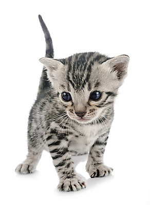 포토 JPG 해외이미지 한마리 사람없음 반려동물 고양이 흰배경 해외202007 해외포토 동물 1 백그라운드 포유류 흰색 파일형식