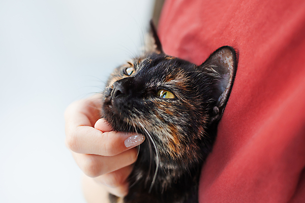 포토 JPG 해외이미지 한마리 응시 앉기 사람없음 반려동물 검은색 고양이 해외202007 해외포토 동물 1 시선 컬러 포유류 모션 파일형식