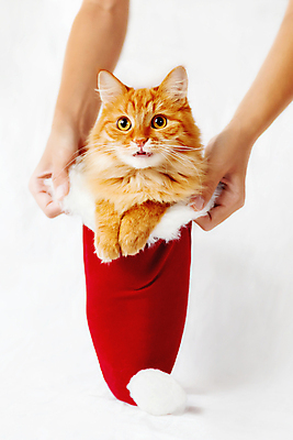 포토 JPG 해외이미지 한마리 손 여자 산타모자 들기 신체부위 반려동물 고양이 여자한명만 해외202007 해외포토 동물 모자_잡화 1 크리스마스 포유류 모션 사람 여자만 파일형식