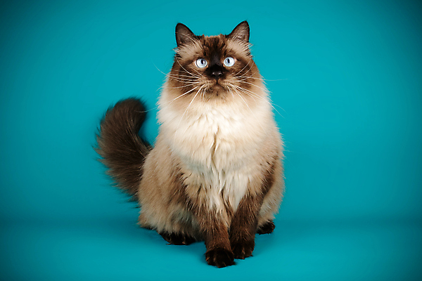 포토 JPG 해외이미지 한마리 사람없음 파란색 반려동물 고양이 해외202007 네바마스커레이드 해외포토 동물 1 컬러 포유류 파일형식