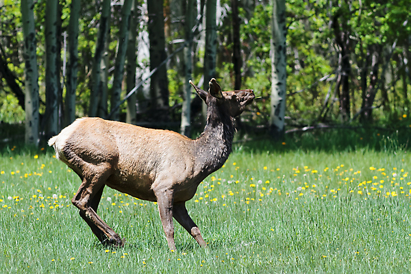 포토 JPG 해외이미지 동물 호수 야생동물 포유류 가족 자연 사슴 산 털 종류 사람없음 물 갈색 어둠 코트 종 흰색 소나무 소 습지 숲 큼 시원함 속눈썹 버드나무 바퀴자국 황소 코 귀 무거움 주둥이 엘크 콜로라도 벨벳 해외202007 해외포토 자연요소 나무 컬러 관계 자국 신체부위 미국 외투 무게 크기 실크 눈썹 생태계 파일형식