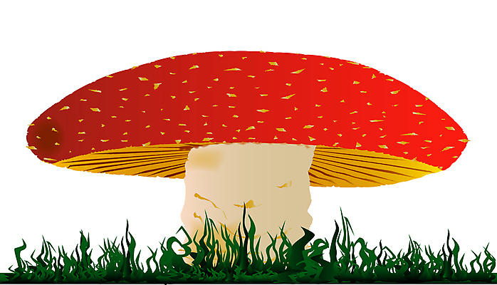 포토 JPG 해외이미지 무료이미지 일러스트 미술 사람없음 버섯 독약 싱글 그림 곰팡이 식용 카피스페이스 해외202007 해외202105 해외포토 문화예술 공백 파일형식