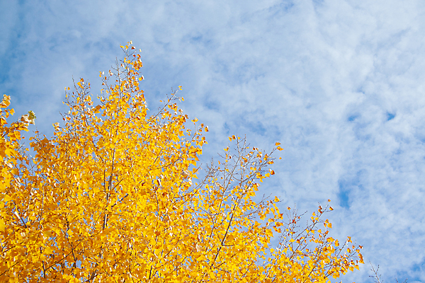 포토 JPG 해외이미지 나무 식물 계절 공원 백그라운드 잎 패턴 오렌지 자연 하늘 추상 풍경 사람없음 야외 빨간색 초록색 여름 파란색 빛 컬러풀 햇빛 태양 갈색 노란색 맑음 활발 가을 나뭇가지 시골 신선 황금 숲 장면 10월 내추럴 해외202007 해외포토 자연요소 공공시설 컬러 컨셉 무늬 과일 날씨 날짜 생태계 파일형식