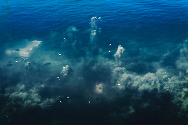 포토 JPG 해외이미지 바다 백그라운드 꽃무늬 사람없음 파란색 모래사장 환경 바닷속 수중 수영 거품 해조류 분위기 환경보전 생태계 생물학 암초 깊이 해외202007 해외포토 교육 꽃 컬러 컨셉 무늬 수상스포츠 해양식물 사회이슈 파일형식