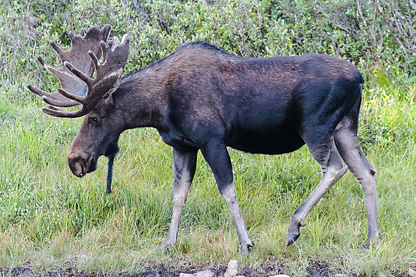 포토 JPG 해외이미지 동물 호수 야생동물 포유류 자연 산 털 종류 사람없음 초록색 물 갈색 어둠 코트 종 흰색 소나무 소 습지 군중 숲 위험 큼 시원함 속눈썹 버드나무 황소 코 귀 무거움 주둥이 콜로라도 벨벳 해외202007 해외포토 자연요소 나무 컬러 컨셉 사람 신체부위 미국 외투 무게 크기 실크 눈썹 생태계 파일형식
