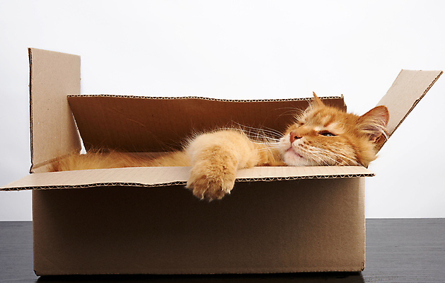 포토 JPG 해외이미지 한마리 종이 실내 사람없음 반려동물 상자 고양이 판지 숨기 해외202007 해외포토 동물 1 포유류 모션 내부 파일형식