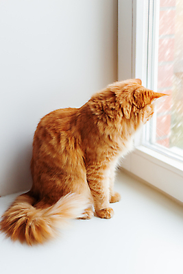 포토 JPG 해외이미지 한마리 응시 겨울 창문 날씨 실내 앉기 사람없음 반려동물 고양이 기다림 해외202007 해외포토 동물 1 시선 계절 포유류 모션 내부 파일형식