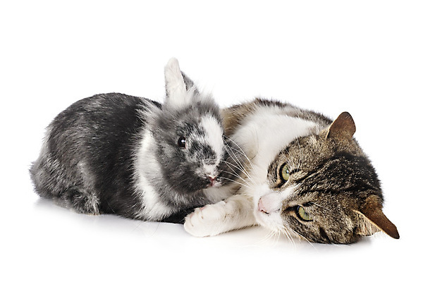 포토 JPG 해외이미지 사람없음 친구 반려동물 고양이 토끼 흰배경 해외202007 해외포토 동물 백그라운드 포유류 관계 흰색 파일형식