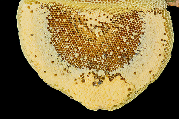 포토 JPG 해외이미지 모양 나무 동물 무료이미지 라이프스타일 아시아 음식 곤충 백그라운드 패턴 자연 건강 사람없음 건물 물 노란색 나뭇가지 황금 닫기 달콤 둥지 작음 벌 꿀 벌집 난쟁이 해외202007 해외202105 해외포토 자연요소 식물 건축물 나라 컬러 무늬 모션 생활 맛 크기 생태계 파일형식 무료콘텐츠