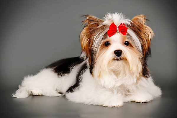 포토 JPG 해외이미지 나무 동물 1 행복 새끼 백그라운드 크리스마스 공 휴가 새로움 털 사람없음 장식 빨간색 반려동물 산타클로스 검은색 거울 흰색 개 달콤 강아지 작음 샴페인 요크셔테리어 테리어 연도 활 솜털 송곳니 기르기 비버 삼색 해외202007 우호적 해외포토 식물 기념일 감정 컬러 컨셉 포유류 주류 맛 치아 크기 돌봄 파일형식