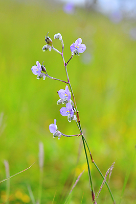 포토 JPG 해외이미지 식물 무료이미지 꽃잎 꽃 여행 백그라운드 꽃무늬 밭 자연 풍경 사람없음 야외 초록색 환경 정원 보라색 봄 성장 벚꽃 나뭇가지 신선 개화 달콤 숲 내추럴 블러 해외202007 해외202105 해외포토 나무 계절 컬러 무늬 농업 맛 생태계 파일형식