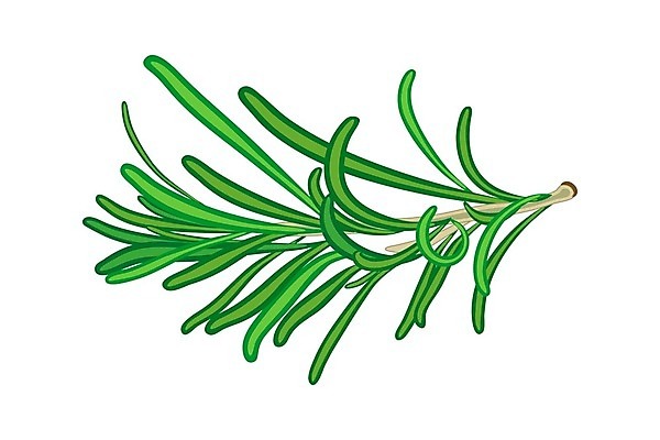 EPS 해외이미지 식물 디자인 배너 음식 잎 농업 채소 일러스트 재료 자연 건강 요리 책 초록색 약 라벨 정원 스파 덮개 나뭇가지 신선 신용카드 플랫 만화 허브 심볼 향신료 오브젝트 사인 싱글 흰배경 유기농 날것 아로마 향 패키지 로즈메리 내추럴 고립 엘리먼트 프로방스 해외202007 해외일러스트 나무 웰빙 산업 컬러 백그라운드 의학 프레임 금융 뚜껑 흰색 생태계 향미료 파일형식 벡터