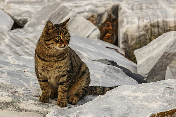 포토 JPG 해외이미지 한마리 응시 실내 사람없음 반려동물 검은색 고양이 얼룩무늬 해외202007 해외포토 동물 1 시선 컬러 무늬 포유류 내부 파일형식