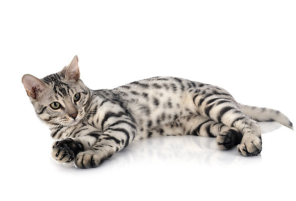 포토 JPG 해외이미지 한마리 사람없음 반려동물 고양이 흰배경 해외202007 해외포토 동물 1 백그라운드 포유류 흰색 파일형식