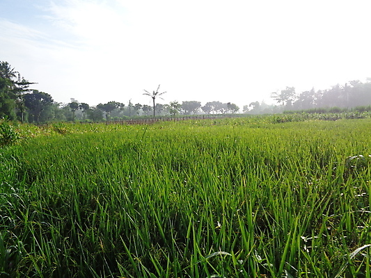 포토 JPG 해외이미지 나무 식물 아시아 문화 음식 여행 백그라운드 밭 자연 하늘 산 풍경 사람없음 야외 초록색 여름 파란색 농장 노란색 새싹 마을 성장 시골 업무 농부 땅 만족 진흙 내추럴 밭일 옛날 해외202007 해외포토 직업 계절 감정 나라 컬러 농업 작업 생태계 파일형식