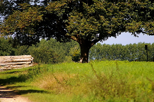 포토 JPG 해외이미지 나무 길 여행 잎 밭 농업 자국 자연 풍경 사람없음 야외 초록색 여름 빛 농장 여행객 마을 힘 산책 하이킹 프랑스 바위 시골 숲 사인 통나무 장면 내추럴 프랑스어 방법 밭일 선로 그리너리 해외202007 해외포토 식물 문자 계절 유럽 산업 컬러 레저 휴식 사람 돌_바위 생태계 파일형식 트랜드컬러