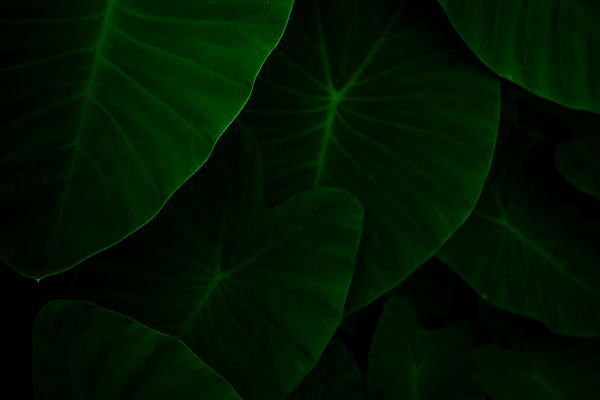 포토 JPG 해외이미지 나무 식물 디자인 백그라운드 컨셉 잎 패턴 자연 벽지 추상 미술 사람없음 장식 초록색 빛 정원 스파 어둠 봄 신선 플랫 야간 숲 큼 에코 유기농 질감 위치 내추럴 엘리먼트 힙스터 그리너리 미니멀 해외202007 해외포토 자연요소 웰빙 계절 패션 컬러 무늬 문화예술 환경 크기 생태계 파일형식 트랜드컬러