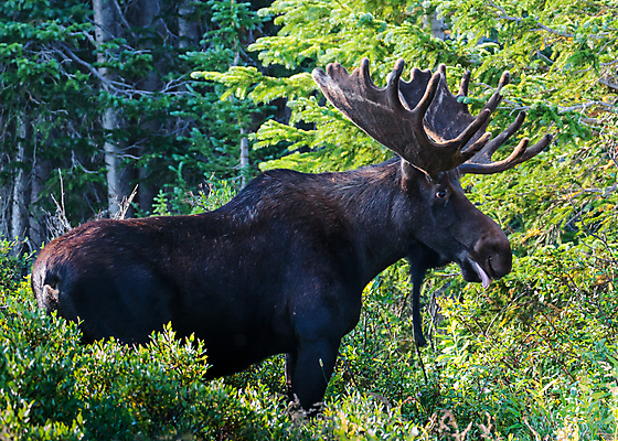 포토 JPG 해외이미지 동물 호수 야생동물 포유류 자연 산 털 종류 사람없음 초록색 물 갈색 어둠 코트 종 흰색 소나무 소 습지 군중 숲 위험 큼 시원함 속눈썹 버드나무 황소 코 귀 무거움 주둥이 콜로라도 벨벳 해외202007 해외포토 자연요소 나무 컬러 컨셉 사람 신체부위 미국 외투 무게 크기 실크 눈썹 생태계 파일형식
