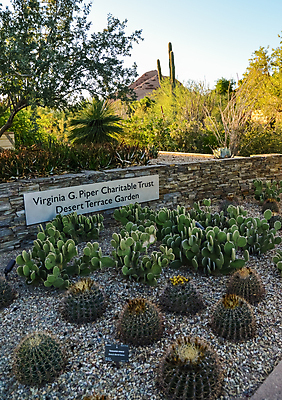 포토 JPG 해외이미지 나무 식물 무료이미지 여행 백그라운드 자연 날씨 선인장 건조 풍경 사람없음 여름 숲 내추럴 해외202007 해외202105 해외포토 계절 생태계 파일형식