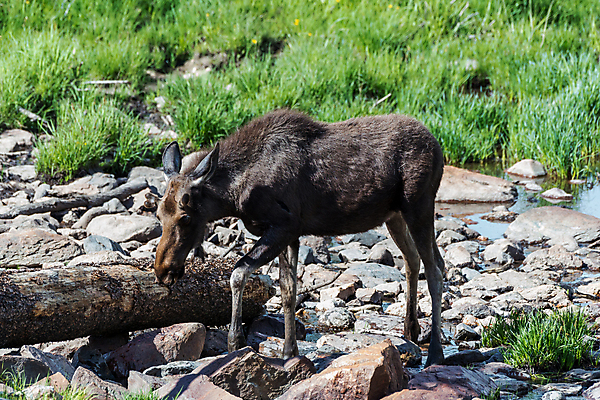 포토 JPG 해외이미지 동물 호수 야생동물 포유류 자연 산 털 종류 사람없음 초록색 물 갈색 어둠 코트 종 흰색 소나무 소 습지 군중 숲 위험 큼 시원함 속눈썹 버드나무 황소 코 귀 무거움 주둥이 콜로라도 벨벳 해외202007 해외포토 자연요소 나무 컬러 컨셉 사람 신체부위 미국 외투 무게 크기 실크 눈썹 생태계 파일형식