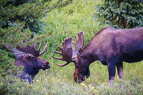 포토 JPG 해외이미지 동물 호수 야생동물 포유류 자연 산 털 종류 사람없음 초록색 물 갈색 어둠 코트 종 흰색 소나무 소 습지 군중 숲 위험 큼 시원함 속눈썹 버드나무 황소 코 귀 무거움 주둥이 콜로라도 벨벳 해외202007 해외포토 자연요소 나무 컬러 컨셉 사람 신체부위 미국 외투 무게 크기 실크 눈썹 생태계 파일형식