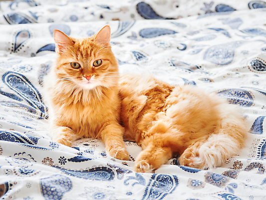 포토 JPG 해외이미지 한마리 사람없음 반려동물 고양이 침대 담요 해외202007 해외포토 동물 1 가구 포유류 파일형식