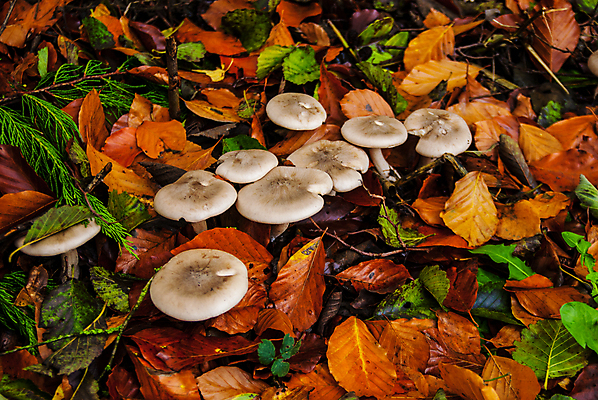 포토 JPG 해외이미지 나무 식물 동물 계절 음식 잎 자연 사람없음 목재 초록색 갈색 환경 가을 흰색 숲 유기농 질감 내추럴 곰팡이 땅바닥 해외202007 해외포토 웰빙 컬러 재료 바닥 생태계 파일형식