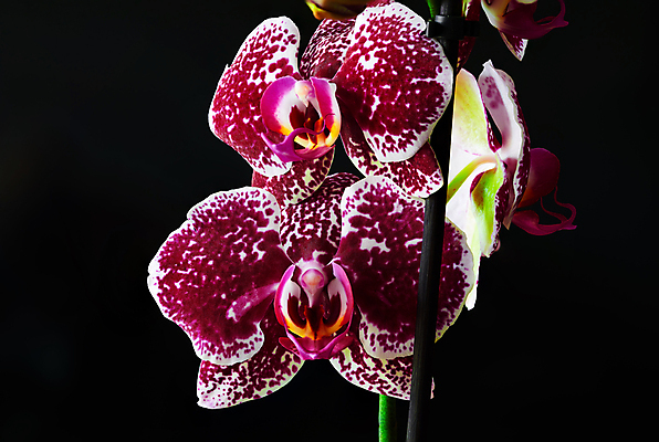 포토 JPG 해외이미지 식물 꽃 자연 미술 사람없음 야외 장식 빨간색 보라색 난초 우아함 닫기 묘사 클립 해외202007 해외포토 컬러 컨셉 모션 문화예술 생태계 파일형식