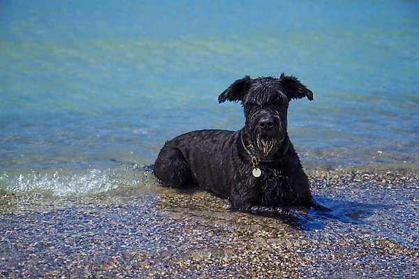 포토 JPG 해외이미지 동물 라이프스타일 행복 바다 여행 장난 자연 놀이 휴가 휴식 사람없음 야외 물 여름 파란색 반려동물 햇빛 맑음 검은색 우정 기쁨 뜨거움 개 큼 송곳니 거짓말 해외202007 해외포토 자연요소 계절 감정 컬러 컨셉 포유류 날씨 생활 친구 태양 치아 크기 생태계 파일형식