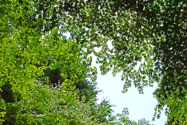 포토 JPG 해외이미지 나무 식물 구름 계절 공원 백그라운드 단풍 잎 자연 하늘 사람없음 야외 초록색 여름 파란색 정원 일본 봄 나뭇가지 숲 내추럴 해외202007 해외포토 자연요소 공공시설 아시아 컬러 생태계 파일형식