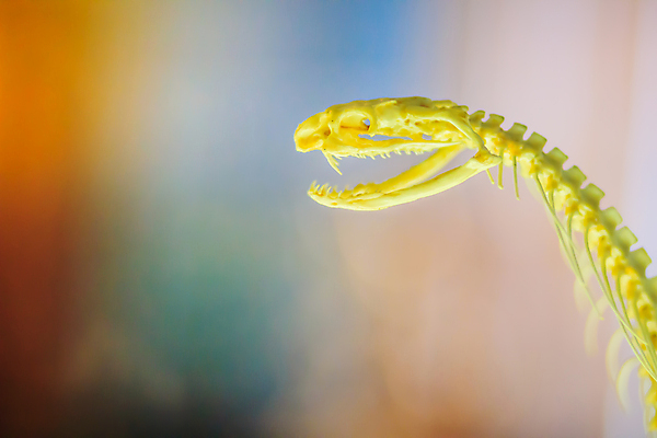 포토 JPG 해외이미지 모양 교육 야생동물 과학 해부 파충류 자연 뼈 골격 사람없음 스터디 머리 흰색 죽음 독약 뱀 치아 위험 척추 묘사 박물관 생물학 생태학 이국적 해골모형 해외202007 해외포토 동물 컬러 컨셉 의학 신체부위 학습 모형 소화기관 생태계 파일형식
