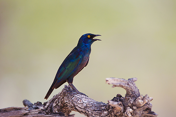 포토 JPG 해외이미지 동물 1 응시 공원 야생동물 날개 아프리카 자연 조류 성인 사람없음 야외 초록색 파란색 빛 컬러풀 노란색 금속 활발 나뭇가지 관찰 보호 망토 사파리 깃털 부리 광택 남쪽 내추럴 강렬 남아프리카 동물상 생태학 전국 해외202007 해외포토 나무 시선 공공시설 교육 나라 컬러 컨셉 모션 재질 사람 조형물 방향 생태계 파일형식