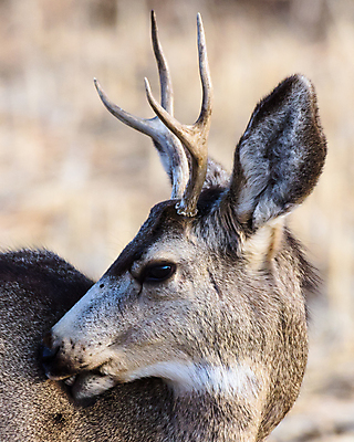 포토 JPG 해외이미지 동물 여자 꽃 포유류 자연 엄마 산 털 종류 사람없음 갈색 달러 봄 임신 코트 붓 소나무 잡초 군중 숲 속눈썹 먹기 배고픔 귀 주둥이 신발장 아기사슴 암사슴 해외202007 해외포토 나무 식물 계절 새끼 컬러 돈 가족 모션 사슴 사람 신체부위 외투 암컷 눈썹 생태계 파일형식