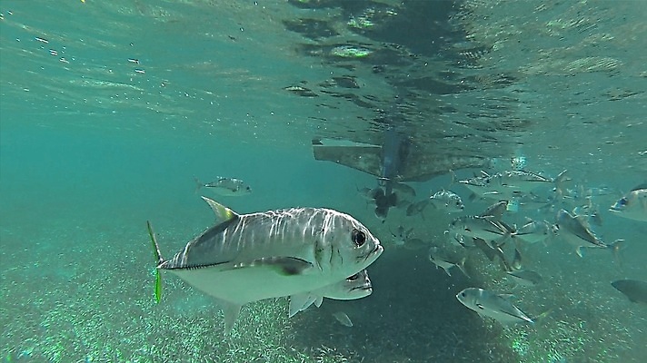 포토 JPG 해외이미지 동물 야생동물 음식 바다 백그라운드 자연 낚시 생물 어류 사람없음 물 파란색 컬러풀 바닷속 수중 수영 거품 산호 만화 참치 해산물 지느러미 암초 멸종 내추럴 깊이 해외202007 해외포토 자연요소 컬러 레저 수중동물 수상스포츠 자포동물 생태계 파일형식