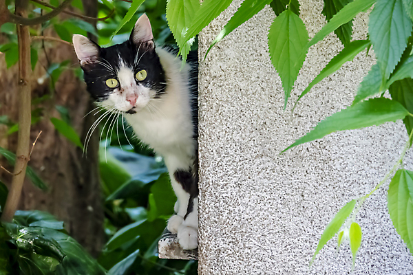 포토 JPG 해외이미지 한마리 응시 실내 사람없음 반려동물 검은색 고양이 얼룩무늬 해외202007 해외포토 동물 1 시선 컬러 무늬 포유류 내부 파일형식