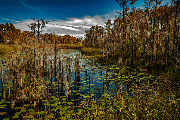 포토 JPG 해외이미지 나무 식물 구름 계절 공원 잎 자연 갈대 풍경 사람없음 야외 물 여름 화목 연못 습지 백합 플로리다 해외202007 해외포토 자연요소 공공시설 꽃 컨셉 미국 생태계 파일형식
