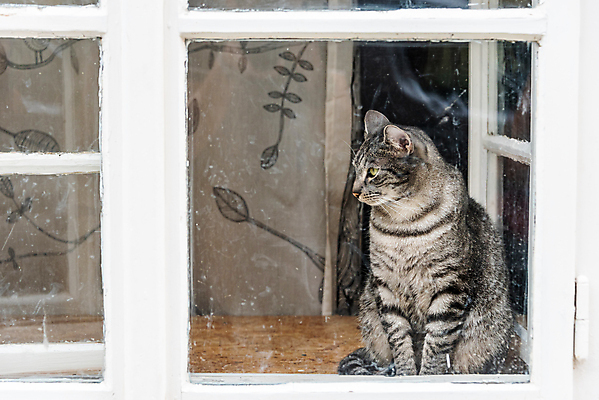 포토 JPG 해외이미지 한마리 응시 패턴 창문 유리 실내 앉기 사람없음 반려동물 고양이 줄무늬 해외202007 해외포토 동물 1 시선 무늬 포유류 모션 재질 내부 파일형식