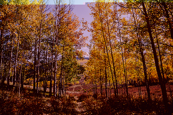 포토 JPG 해외이미지 구름 무료이미지 여행 잎 자연 하늘 날씨 산 풍경 사람없음 야외 초록색 파란색 태양 노란색 일출 일몰 가을 소나무 숲 지역 내추럴 콜로라도 해외202007 해외202105 해외포토 자연요소 나무 식물 계절 컬러 노을 미국 생태계 파일형식