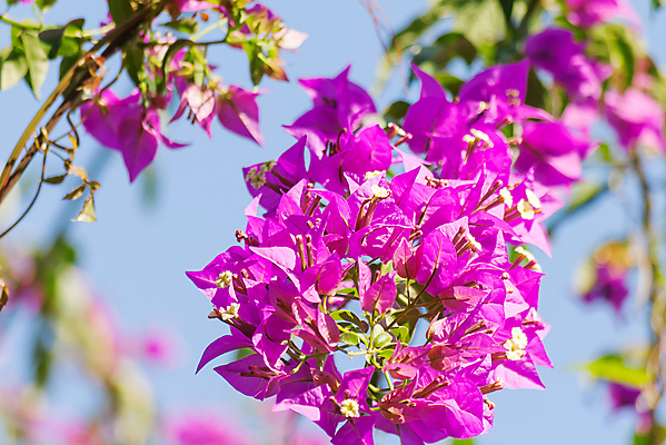 포토 JPG 해외이미지 백그라운드 자연 사람없음 보라색 봄 풀잎 화려 부겐빌레아 해외202007 해외포토 계절 꽃 컬러 컨셉 잎 풀_식물 생태계 파일형식