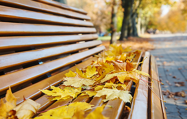포토 JPG 해외이미지 나무 식물 무료이미지 계절 공원 길 여행 백그라운드 단풍 잎 벤치 의자 오렌지 자연 날씨 휴식 풍경 사람없음 야외 목재 빨간색 빛 햇빛 태양 갈색 노란색 정원 맑음 침묵 활발 가을 도시 황금 장면 10월 내추럴 해외202007 해외202105 해외포토 자연요소 공공시설 컬러 가구 컨셉 과일 재료 소리 날짜 생태계 파일형식 무료콘텐츠