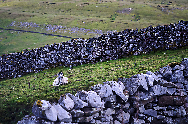 포토 JPG 해외이미지 동물 응시 공원 벽 밭 농업 건조 국립공원 풍경 사람없음 초록색 농장 농경지 평화 가축 침묵 바위 농촌 시골 양 방목 땅 요크셔테리어 호기심 북쪽 멀리 노려봄 고립 밭일 석회암 전국 해외202007 해외포토 시선 공공시설 감정 산업 컬러 컨셉 포유류 표정 소리 암석 돌_바위 축산업 테리어 방향 파일형식