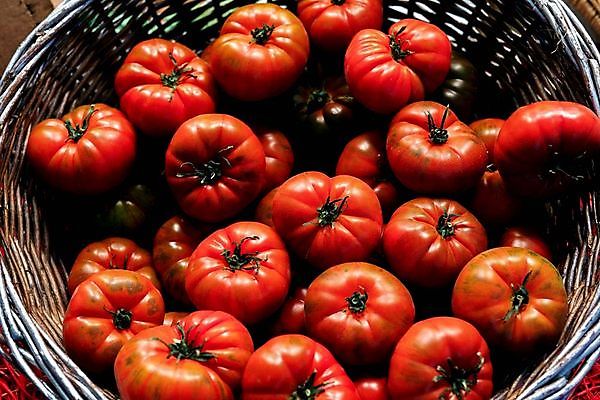 포토 JPG 해외이미지 식물 무료이미지 음식 백그라운드 잎 농업 다이어트 토마토 채소 과일 재료 자연 건강 요리 사람없음 빨간색 초록색 여름 빛 식사 활발 샐러드 성장 흰색 신선 원형 시장 맛 케첩 먹기 오브젝트 싱글 유기농 원예 날것 비타민 내추럴 고립 숙성 영양분 채식주의자 맛있는 해외202007 해외202105 해외포토 도형 웰빙 계절 산업 컬러 컨셉 모션 취미 소스_음식 생태계 채식 영양소 파일형식 무료콘텐츠