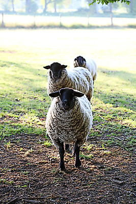 포토 JPG 해외이미지 동물 구름 아시아 밭 농업 포유류 자연 염소 산 건조 풍경 경사 초원 사람없음 야외 빨간색 여름 농장 머리 검은색 가축 사막 시골 양 뜨거움 그룹 군중 정상 큼 방목 땅 러시아 장면 밭일 시베리아 옛날 줄서기 찰과상 해외202007 해외포토 자연요소 계절 유럽 나라 산업 컬러 모션 사람 신체부위 축산업 상처 크기 생태계 파일형식