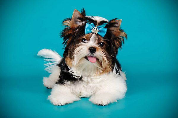 포토 JPG 해외이미지 동물 1 행복 새끼 백그라운드 새로움 털 사람없음 빨간색 반려동물 검은색 거울 흰색 개 달콤 강아지 작음 요크셔테리어 테리어 활 솜털 송곳니 기르기 비버 삼색 해외202007 우호적 해외포토 감정 컬러 컨셉 포유류 맛 치아 크기 돌봄 파일형식