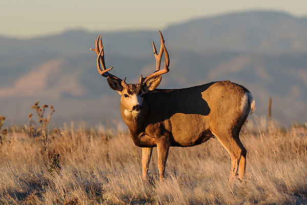 포토 JPG 해외이미지 동물 꽃 포유류 자연 엄마 산 건조 털 종류 사람없음 갈색 달러 봄 임신 코트 붓 소나무 잡초 군중 숲 속눈썹 먹기 배고픔 귀 주둥이 신발장 아기사슴 해외202007 해외포토 나무 식물 계절 새끼 컬러 돈 가족 모션 사슴 사람 신체부위 외투 눈썹 생태계 파일형식