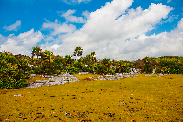포토 JPG 해외이미지 나무 음식 모래 바다 섬 여행 컨셉 잎 과일 텍스트 자연 하늘 호텔 바람 휴가 휴식 멕시코 손바닥 사람없음 물 파란색 태양 뜨거움 고급 휴양지 질감 장면 폭풍 석호 이국적 칸쿤 파라다이스 수평선 해외202007 해외포토 자연요소 식물 손 컬러 북아메리카 숙소 날씨 장소 생태계 파일형식