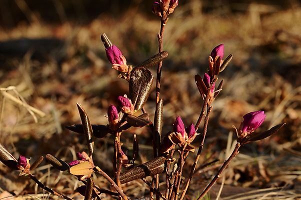 포토 JPG 해외이미지 식물 꽃 자연 사람없음 숲 그리너리 해외202007 해외포토 생태계 파일형식 트랜드컬러